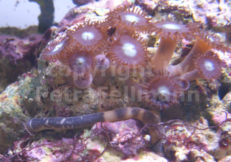 Phascolosoma_pf_(2)[1]